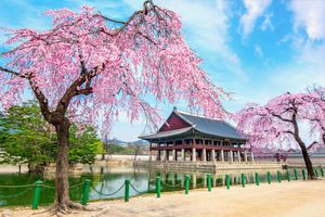 Gyeongbokgung palace with cherry blossom spring seoul korea