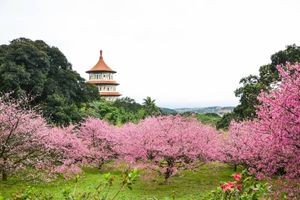 Cherry blossoms and Tianyuan Palace, Taipei, Taiwan 