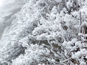  Frozen trees on Hehuan Mountain, Taiwan