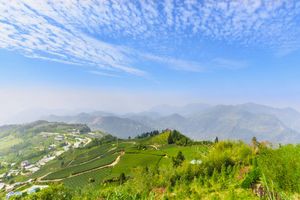 High mountain view of tea garden, Chiayi, Taiwan