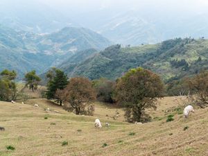 Sheeps at CingJing Farm, Nantou, Taiwan