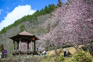 Cherry blossoms in Wuling Farm, Taichung, Taiwan