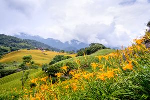 Daylily flower farm on mountain with blue sky, Hualien, Taiwan