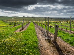 Barossa Valley, South Australia, Australia.