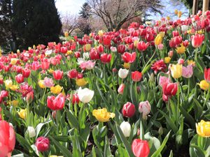 Fresh colorful tulips in Corbett Gardens, Bowral Southern Highlands, New South Wales, Australia.