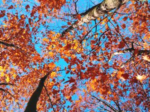 Treetops with red ,orange ,and brown leaves on a clear blue sky background on a sunny day in Australia.