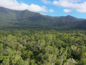 Daintree Rainforest, Cairns, Queensland, Australia.