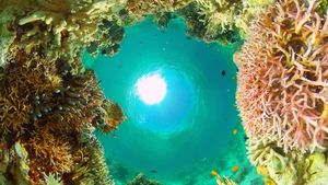 Coral Reef in the Philippines