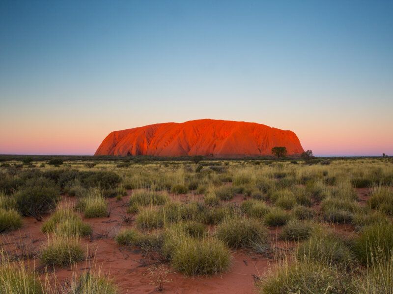 Uluru Rock surrounded by trees at sunset, Uluru-Kata Tjuta National Park, Northern Territory, Australia.